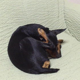 耳のニホヒの画像