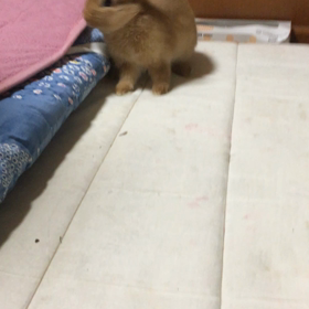 我が家の仙豆の画像