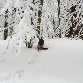 呼んでも来なかったココちゃん   動画の画像