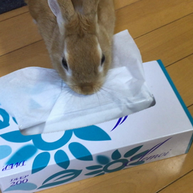 ティッシュがいちま～い⌒(=◕ x ◕=)⌒　（息子くんひこをそそのかす動画　）の画像