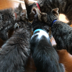 今日はワクチンだよー！の画像