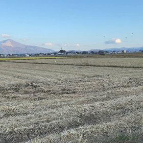 ちょっと一息　コハクチョウですの画像