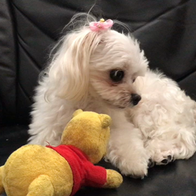 今日のりんちゃんの画像