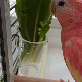 好きだったのねの画像