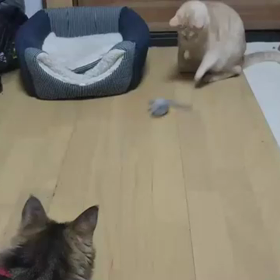 誕生日プレゼント☆の画像