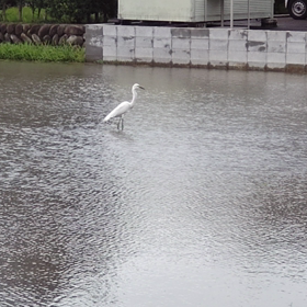 シラサギの画像