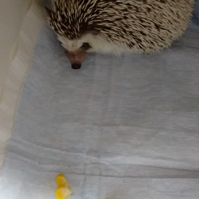 ももたくん、コーンを食べる。の画像