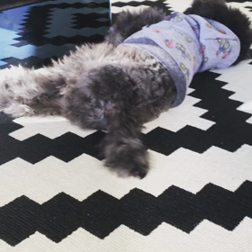 よく遊び よく眠るの画像