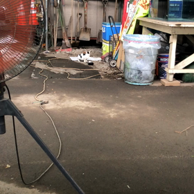 近所の作業場に子猫の画像