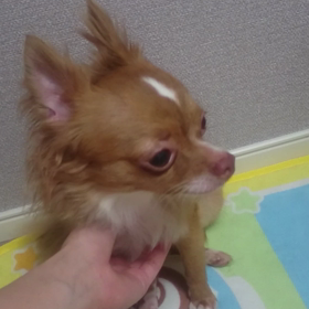 カリカリ♪の画像