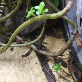 ガマのちょっと育ったやつ　動画です。の画像