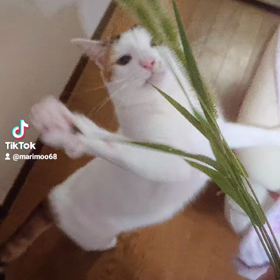 天然猫じゃらしの画像