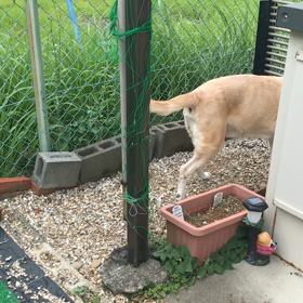 よもぎ、ワンツー作戦の画像