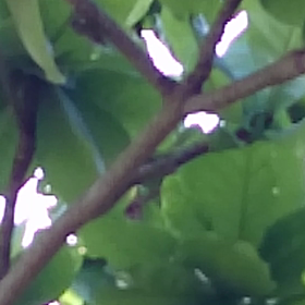 クマゼミの画像