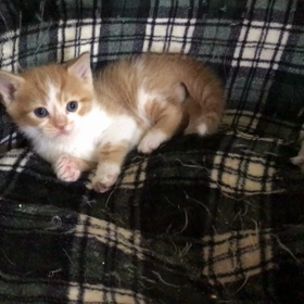 まだママのおっぱいが良いのだ❣️の画像