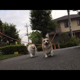 お散歩大好きの画像