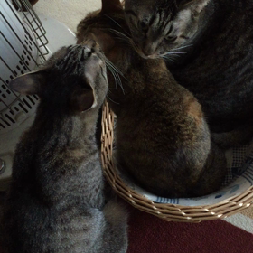 動画だ 動画！の画像