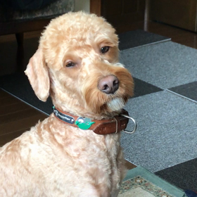 眠くて…眠くて…ブサ可愛いホーリーの画像