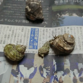 動きが早いったらの画像
