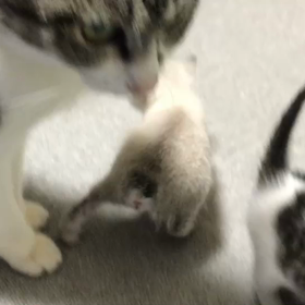 ホクロちゃん親子も元気ですの画像