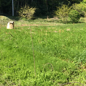 おらがの谷戸にの画像