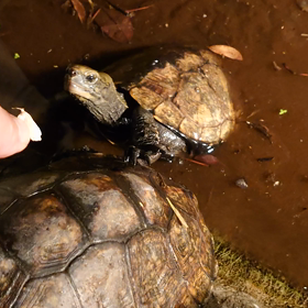 カメエンゲル係数の画像