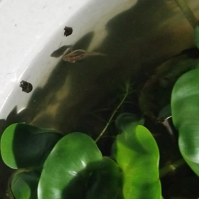 今年もまたの画像