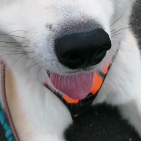 又しても計測スマホ電池切れで記録できず。今朝の未来丸朝散歩は快調❗ただし、休憩ポイントでお腹ナデの画像