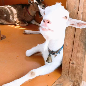 あらためまして、草食べ隊の休憩たいむ。です。の画像