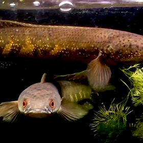 アウロフラメア　ラオス、ナムガム産の動画の画像