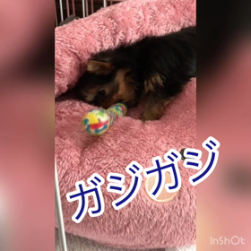 ののれすの画像