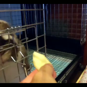 うまうま♡りんごの画像