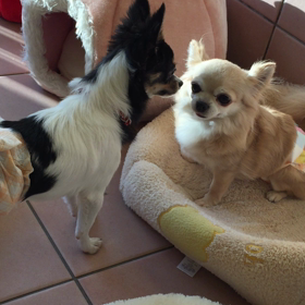 チワワのコントの画像