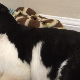 また苦しいオスカーさんの画像