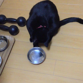 新しい技を身につけた！の画像