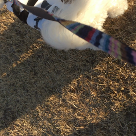 すなかけみるく。の画像