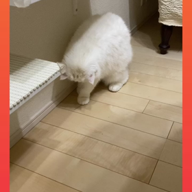 虫じゃないよ^^;の画像