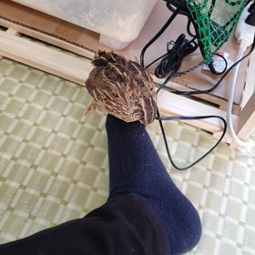 それは、足ですよー❗の画像