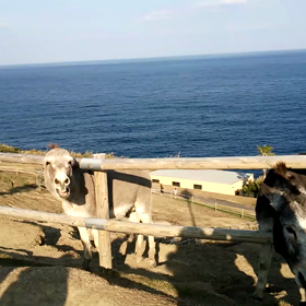 日南の餌くれロバ～♪の画像