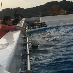 イルカとたわむれの画像