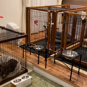 今日のハウル  ごはん召喚の呪文を唱えるの画像