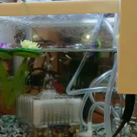 グッピーの乱舞の画像