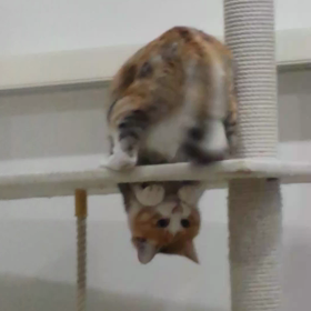 34話　始めての動画はこれって決めてたの画像