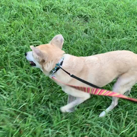 8月9日12わんこと1時間遠足  代々木公園の画像