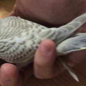 ファローの画像