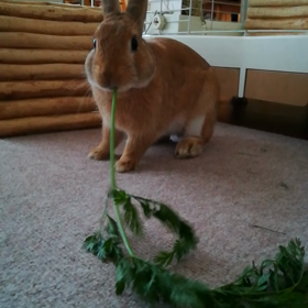 ニンジンウマー　その２の画像