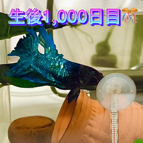 ベタ生後1000日の画像