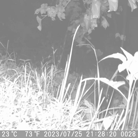 すぎぴたんの事件簿シーズン3　333話（密着・無銭飲食24時！　翌日も続く犯行）の画像