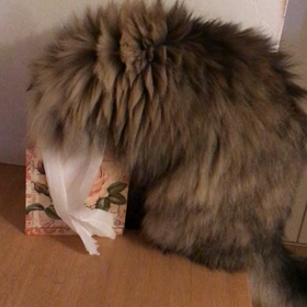 見つかっちゃったの画像