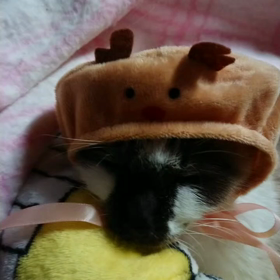 被り物は嫌いだぁにゃぁ！の画像